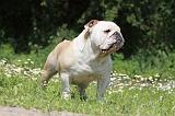 BULLDOG ANGLAIS 029